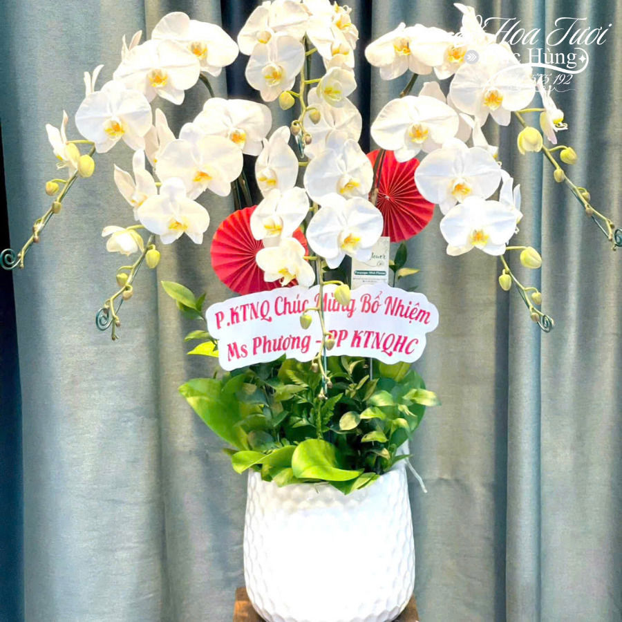 Chậu Lan Hồ Điệp 6 Cành